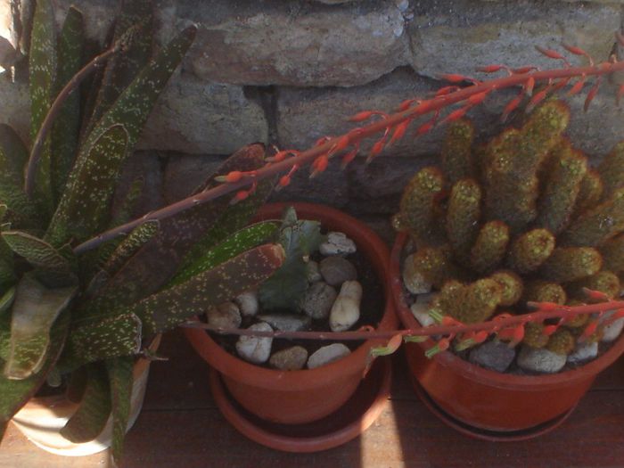 gasteria si cactusi - 05 LUNA MAI 2014