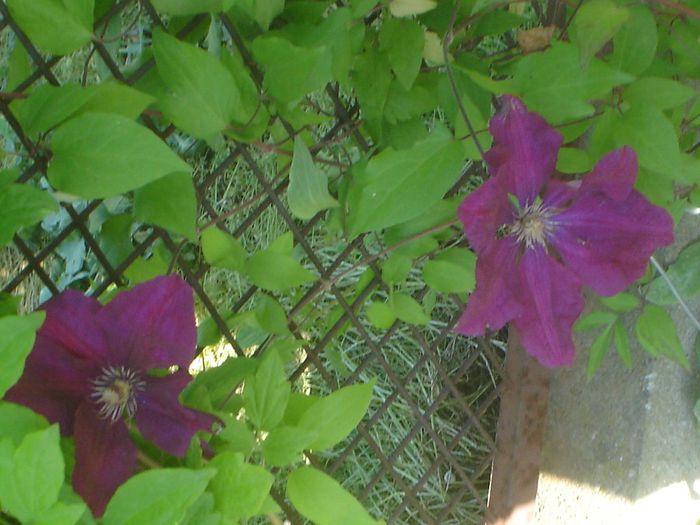 rouge cardinal - Clematis 2014