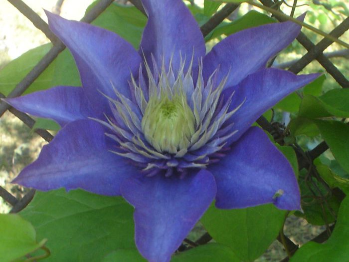 Multi Blue - Clematis 2014