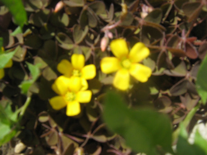 in natura 008