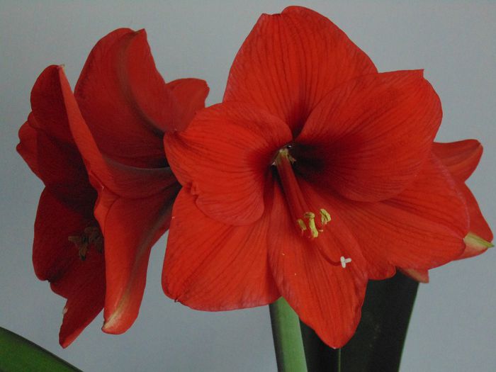 DSC01327 - Amaryllis 2014