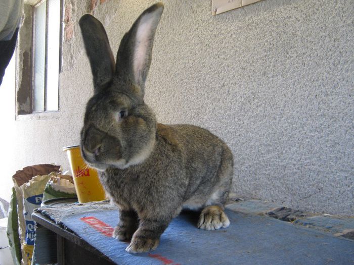 se aclimatizeaza la ferma -Monyka