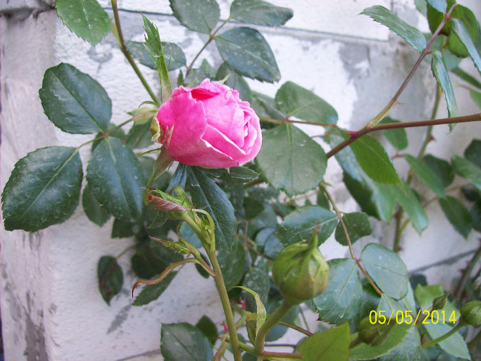 coral dawn