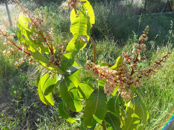 mango infloriti - Cateva plante din colectia personala din gradina si altele la vanzare