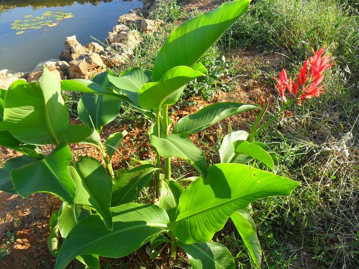 canna edulis - Cateva plante din colectia personala din gradina si altele la vanzare