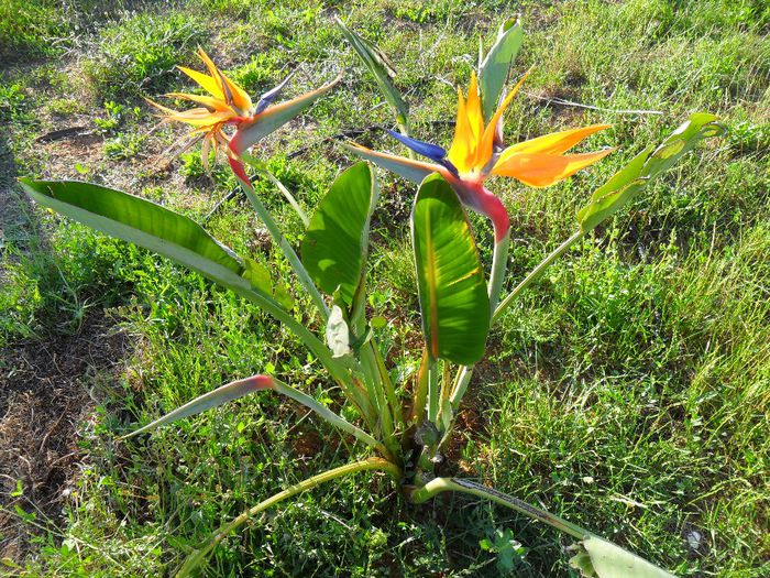 bird of paradise - Cateva plante din colectia personala din gradina si altele la vanzare