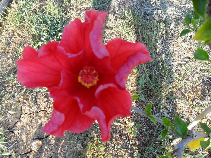 hibiscus - Cateva plante din colectia personala din gradina si altele la vanzare