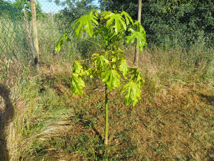 brachychiton acerifolius