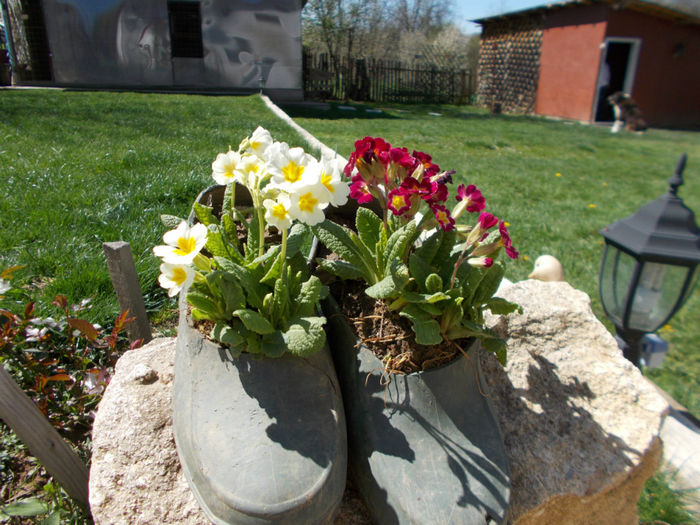 DSCN1080; aprilie 2014
