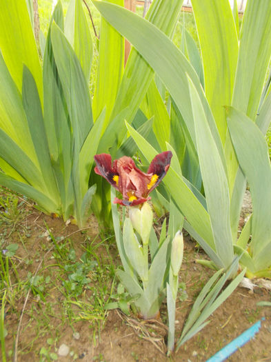 DSCN1157; iris pitic mai 2014
