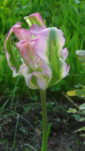 2014.05.6 - c-primavara2014