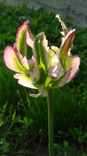 2014.05.6 - c-primavara2014