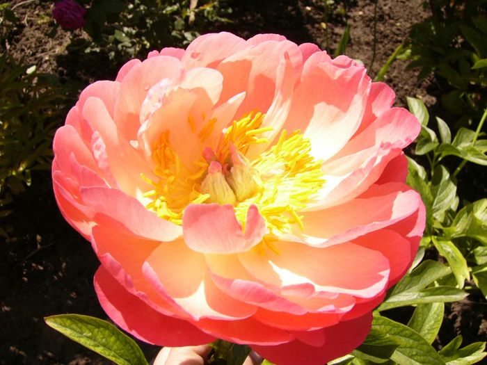 P1200624
