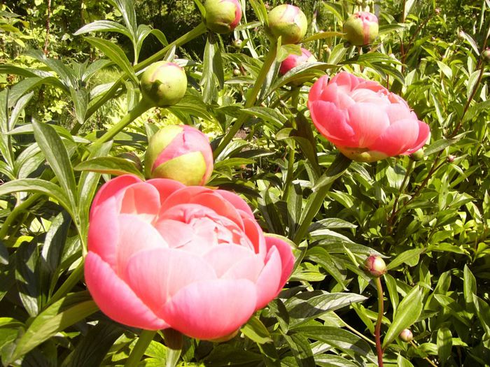 Paeonia Coral charme