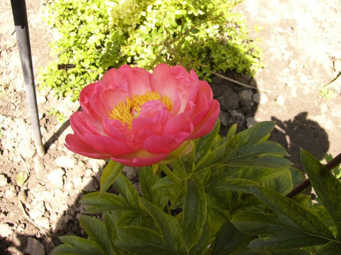 P1200660