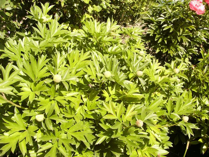 Paeonia itoh Bartzela