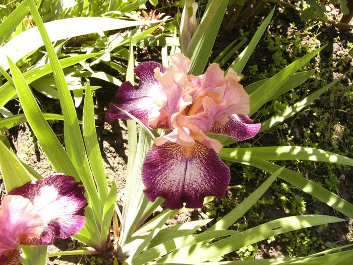 Iris Carnival,s Song