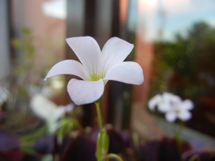 Oxalis Atropurpurea (2014, April 21) - Oxalis Atropurpurea