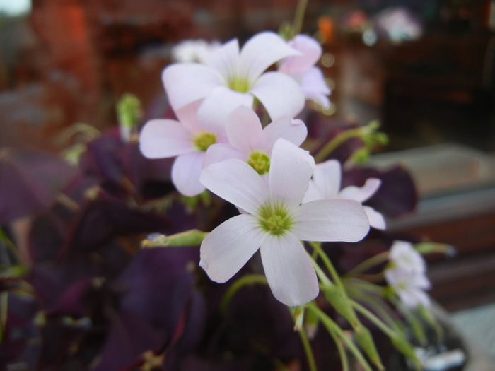 Oxalis Atropurpurea (2014, April 21) - Oxalis Atropurpurea