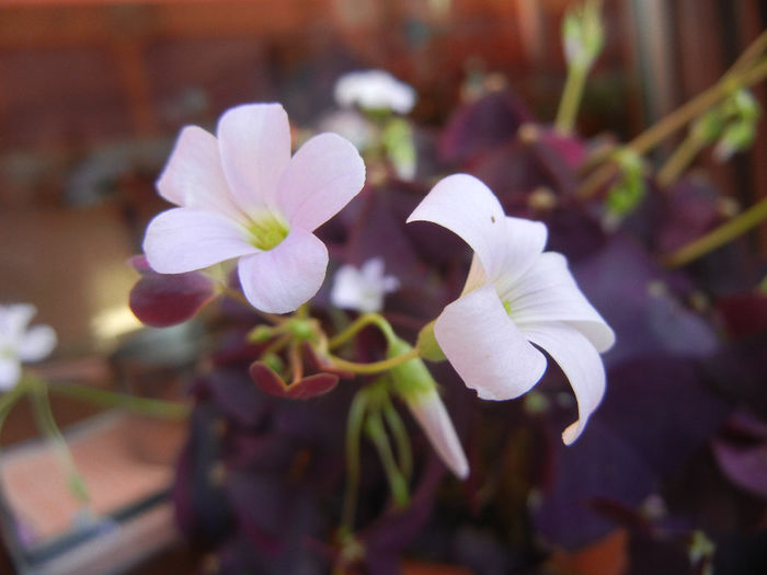 Oxalis Atropurpurea (2014, April 21) - Oxalis Atropurpurea