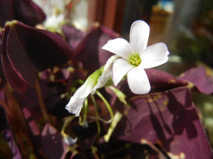 Oxalis Atropurpurea (2014, April 22)