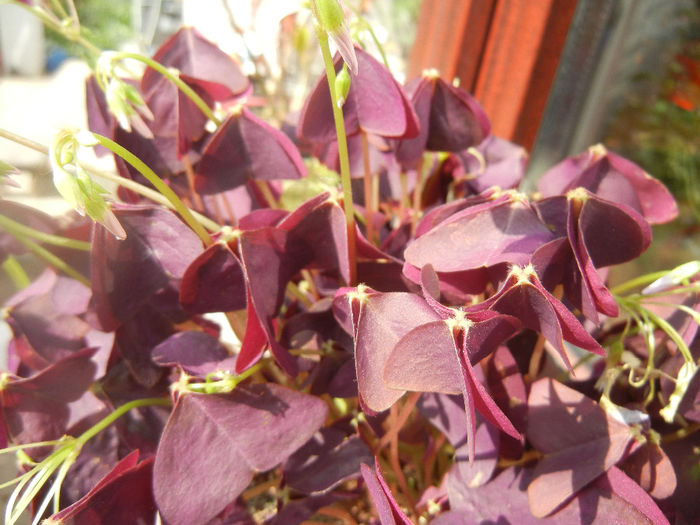 Oxalis Atropurpurea (2014, April 22)