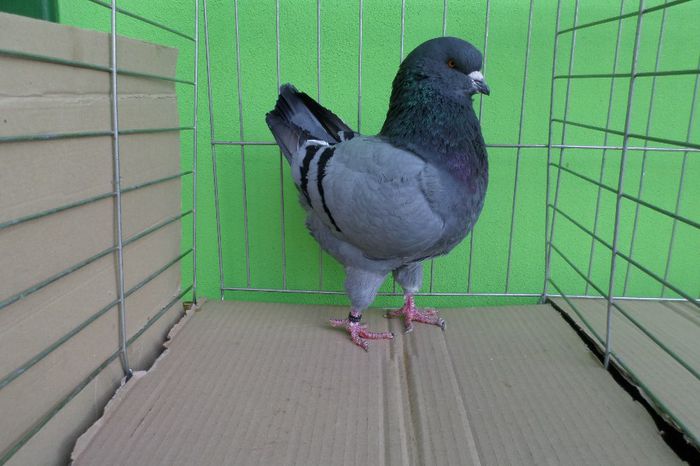 SAM_0848 - Linia mea noua de kingi 2013