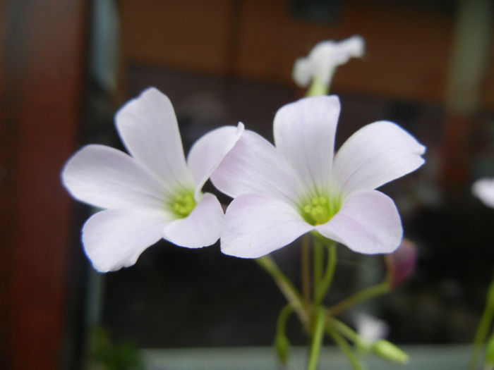 Oxalis Atropurpurea (2014, April 30) - Oxalis Atropurpurea