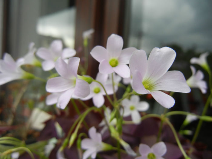 Oxalis Atropurpurea (2014, April 30) - Oxalis Atropurpurea