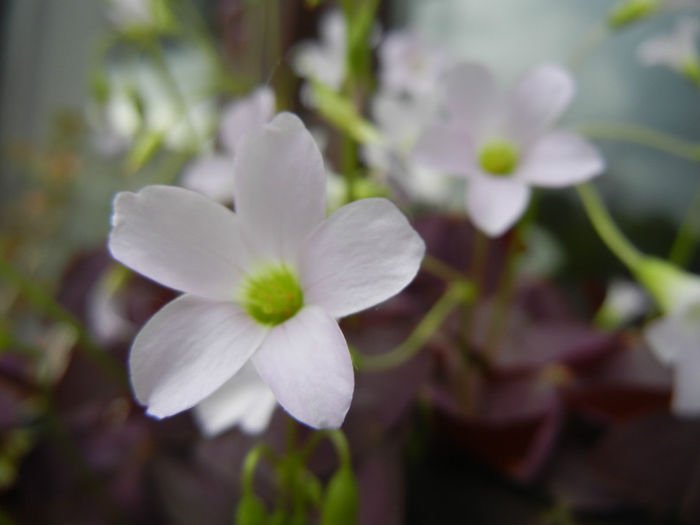 Oxalis Atropurpurea (2014, April 30) - Oxalis Atropurpurea