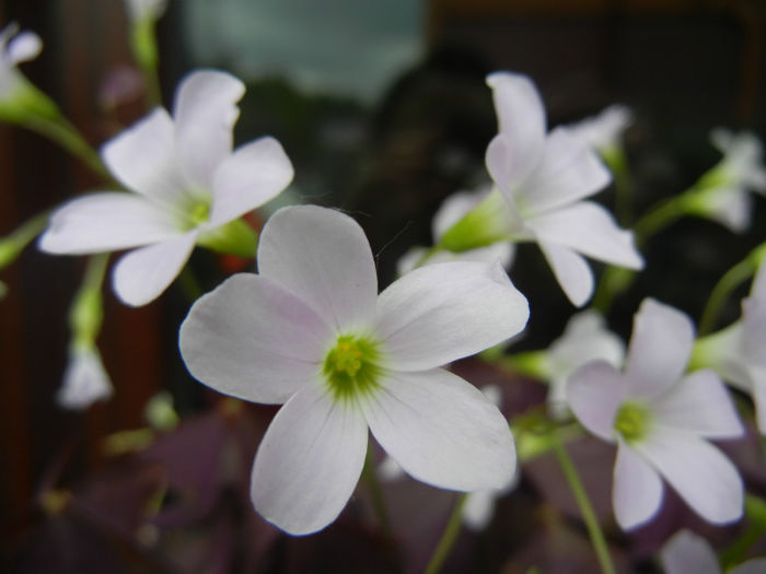 Oxalis Atropurpurea (2014, April 30) - Oxalis Atropurpurea