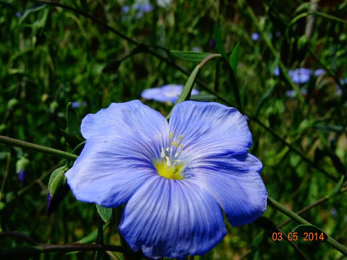 DSC03040 - Plante in gradina 2014