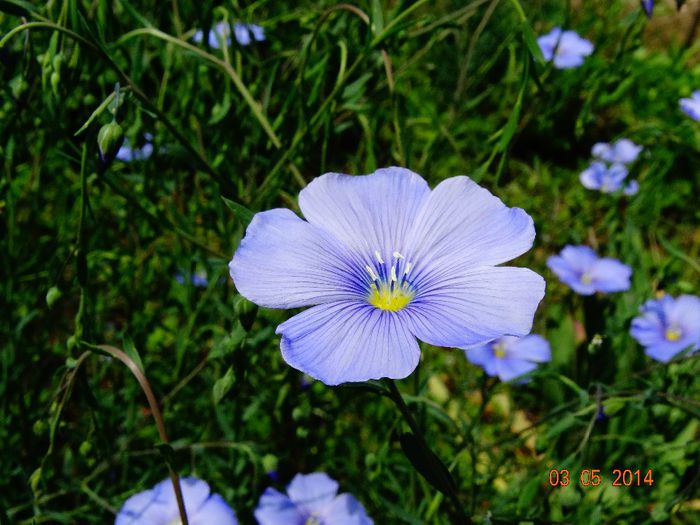 DSC03039 - Plante in gradina 2014