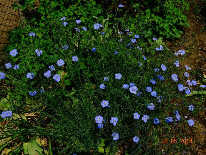 DSC03031 - Plante in gradina 2014