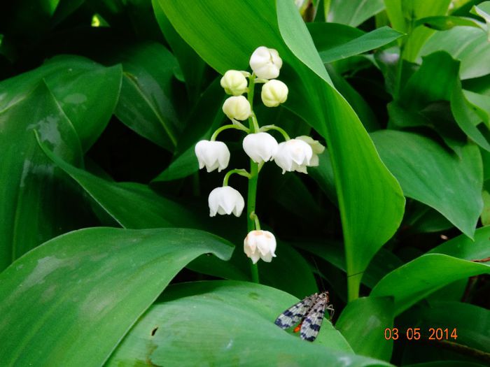 DSC03023 - Plante in gradina 2014