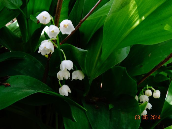 DSC03027 - Plante in gradina 2014