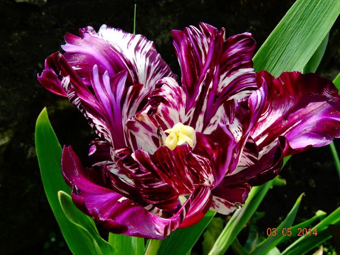 DSC03038 - Plante in gradina 2014