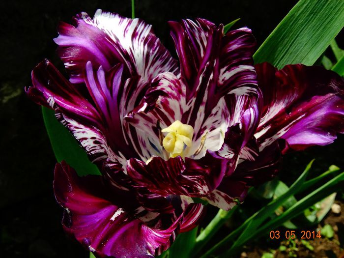 DSC03037 - Plante in gradina 2014