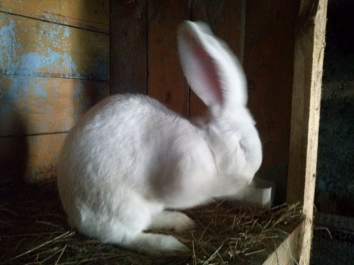 CAM01181 - aa Mascul Urias Alb aa