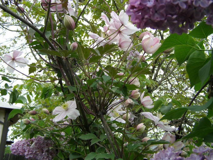 P1018998 - Gradina 2014