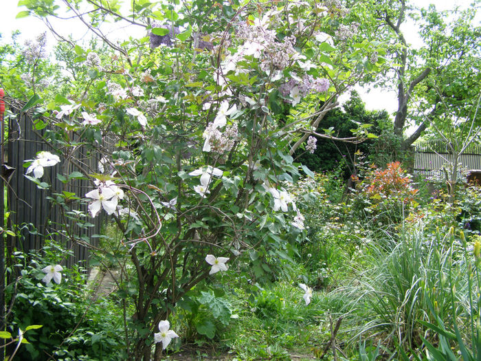 P1019045 - Gradina 2014