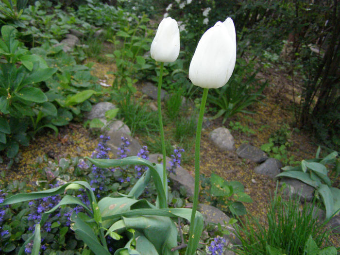 P1019009 - Gradina 2014