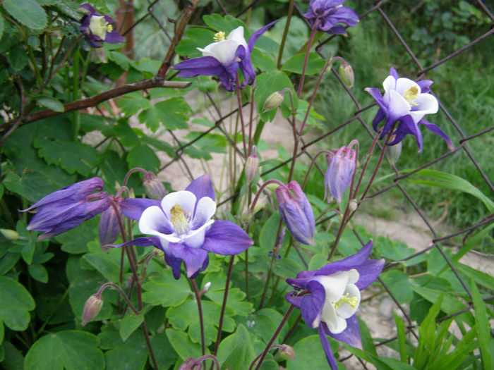 P1019020 - Gradina 2014