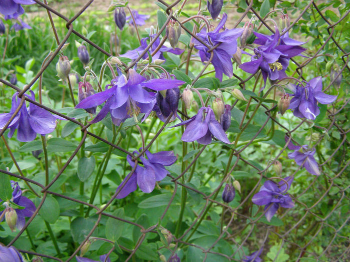 P1019019 - Gradina 2014
