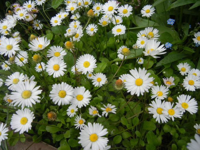 Bellis perennis (2014, April 30) - BELLIS Perennis