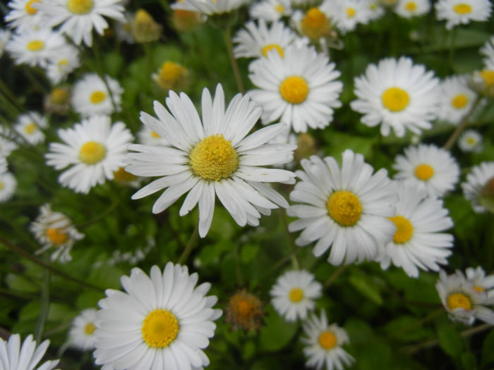 Bellis perennis (2014, April 30) - BELLIS Perennis