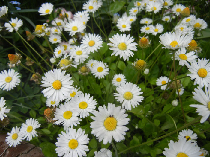 Bellis perennis (2014, April 30) - BELLIS Perennis