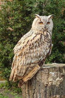 Bufnita mare sau buha; (Bubo Bubo)
