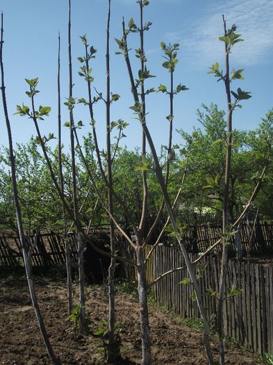 DSCF2321; Toti lastarii de la baza tulpinii trebuiesc eliminati !
