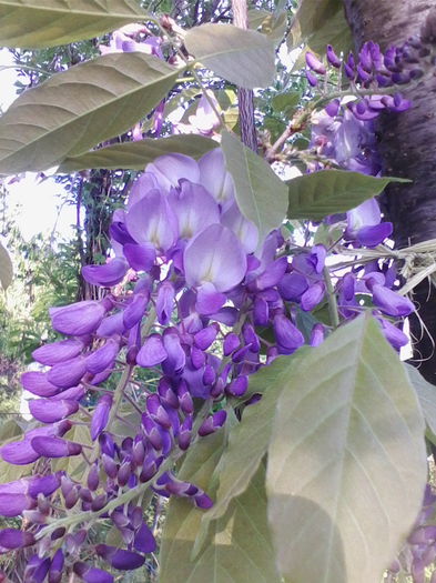 glicina
